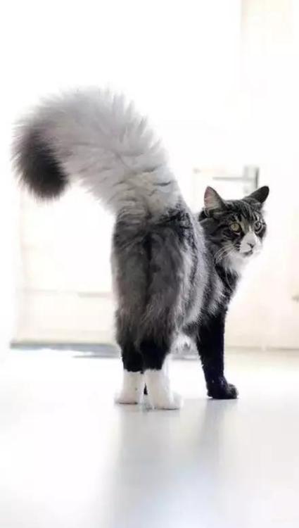 karmaspersonal - kittehkats - Tail Floofs, We Got ‘Em!Kitties...