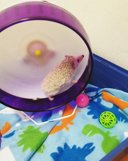 lady-griffin - I have the cutest most precious Hedgie in the...