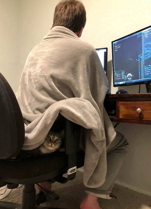 cutekittensarefun:I was looking for my cat for a while and then...