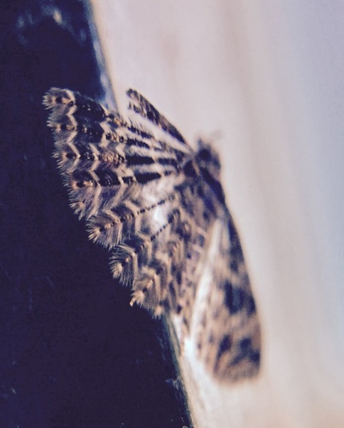 zoologicallyobsessed - A many-plumed moth.-Spores&MoreAh...