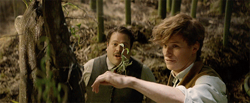 thedailyquibbler - Pickett the Bowtruckle.