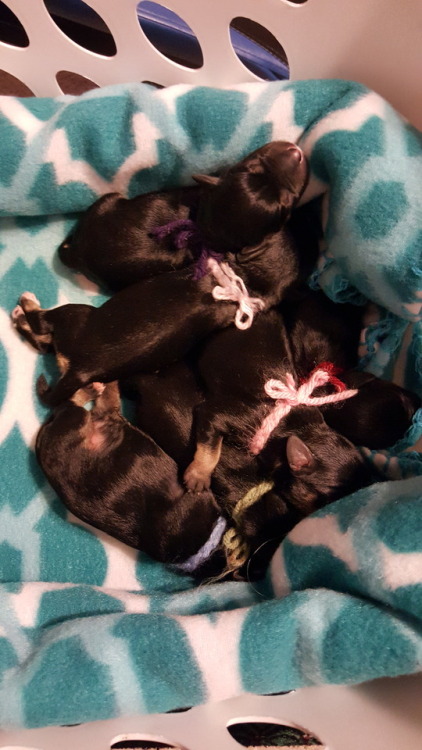 New litter of pups. One day old. There are 6 this time 4M...