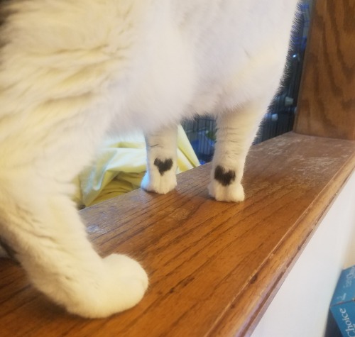 emerald-imperial - please look at my cat’s feet