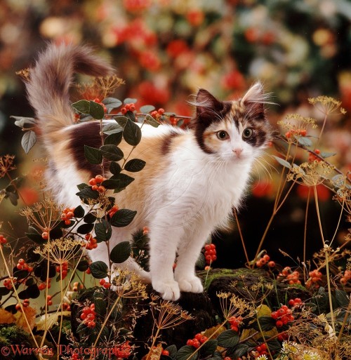 pagewoman - Cat Amongst Autumn Berries by Warren Photographic