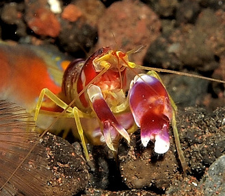 One of the many species of Alpheid pistol shrimp.  Note the oversized left claw.