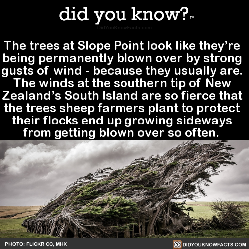 the-trees-at-slope-point-look-like-theyre-being