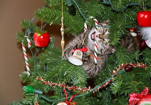 a-spoon-is-born - awesome-picz - Cats Helping Decorate Christmas...