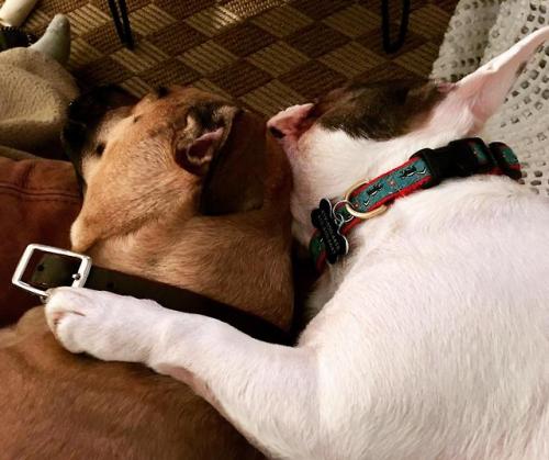 When the doggos love each other.