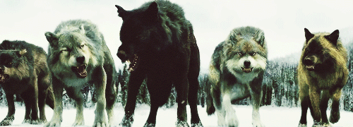 real moving pictures of wolves running