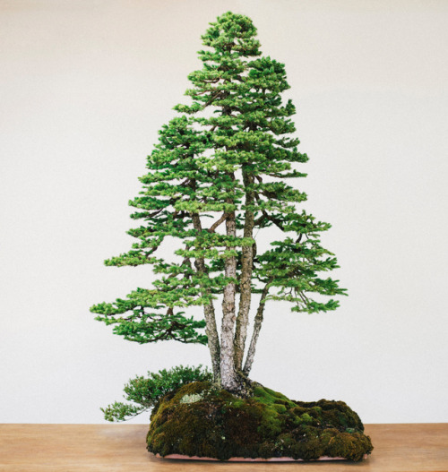 bonsaiempire - Absolutely stunning Ezo Spruce by Michael...