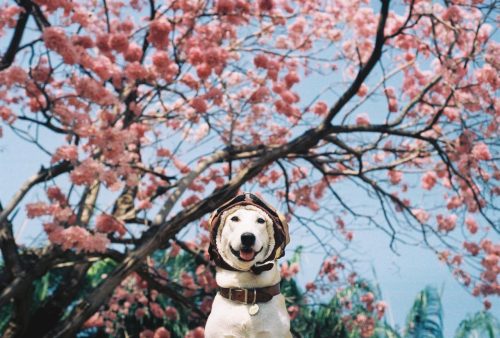 urbanlicktionary - animal-factbook - This dog is one of the...