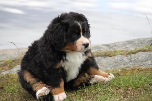 awwww-cute:My friend’s chubby puppy likes to sit like this