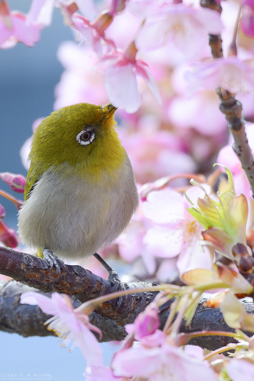 tokyo-sparrows - 花粉で口の周りを黄色くしちゃって、可愛いですね。 #メジロ #鳥 #動物 #河津桜 #桜 #花...