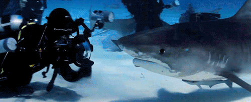 gentlesharks - Diving with Tiger sharks