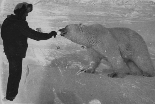 sovietpostcards - Making friends with polar bears. Chukotka,...