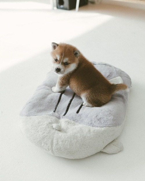 atraversso:Puppy - Hello_shiba