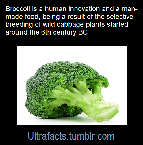 ultrafacts:Source: [x]Click HERE for more facts!