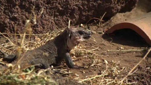 lovingexotics - La Gomera Giant Lizard Gallotia Bravoana ...