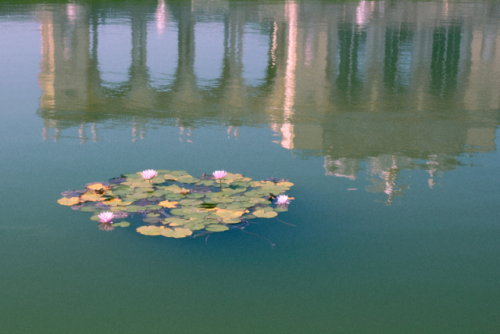 semifleur - water lilies and reflections  Schönbrunn, Vienna //...