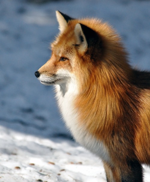 beautiful-wildlife - Red Fox by Robert Fry