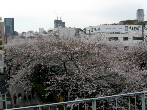 kvnai:#6776 cherry blossoms (サクラ) along Meguro River...