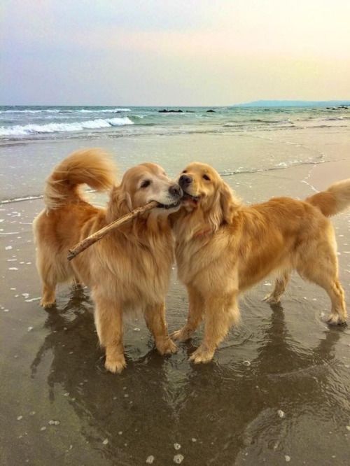 coralcuteness:i want to be on this level of happiness