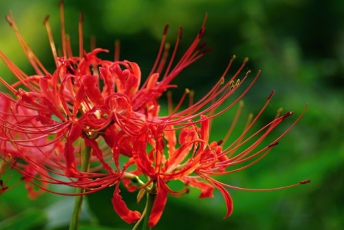 uyamt - 彼岸花／曼珠沙華（ひがんばな／まんじゅしゃげ）Red spider lily (Lycoris radiata)