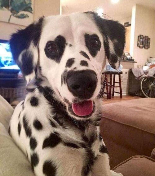 babyanimalgifs - Hi can I have your attention - This dog has heart...