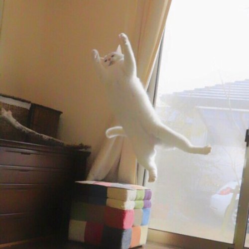 birdgirlsecretariat:neir-o:774rider:(【速報】うちの猫がバレエを踊り始めた |...