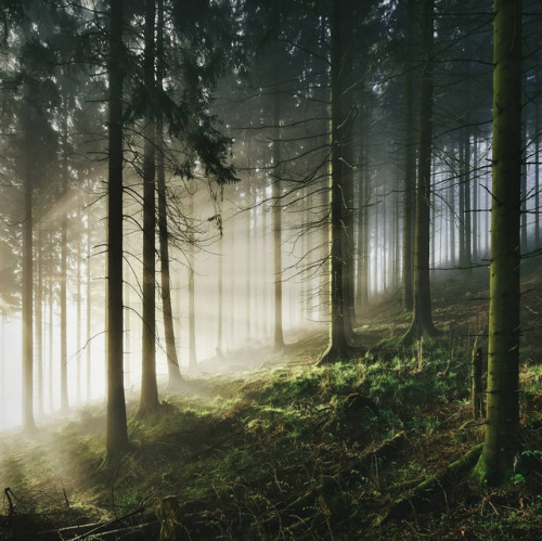 theendlessforest:By kilianschoenberger