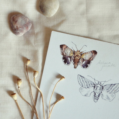 nadianed:Moth studies