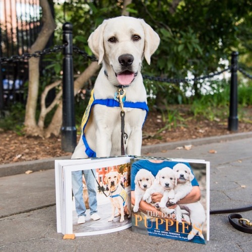thedogist - It’s here! Today you can officially get your paws on...