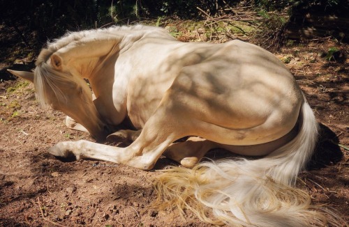 rhaine-horses - He literally laid down right in front of me, I am...