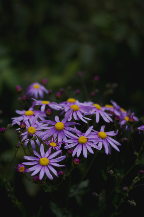 photographybywiebke:Purple Daisies
