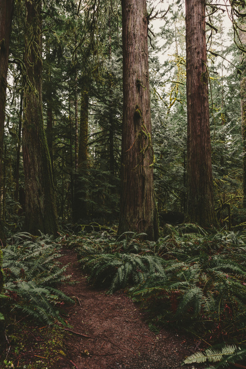 brianstowell - Old growth in Olympic National Park,...