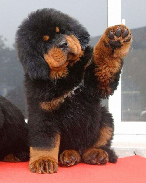 tastefullyoffensive - Puppies Who Look Like Teddy Bears (photos...