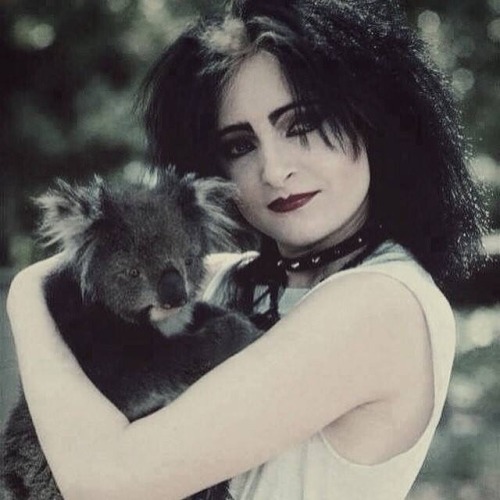 themessmusic - Siouxsie and a Koala. This picture makes me happy...