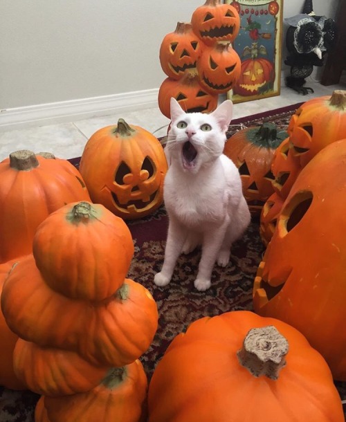 thecutestcatever - pumpkin-k1sses - Me too, cat. Me tooTOO SPOOPY