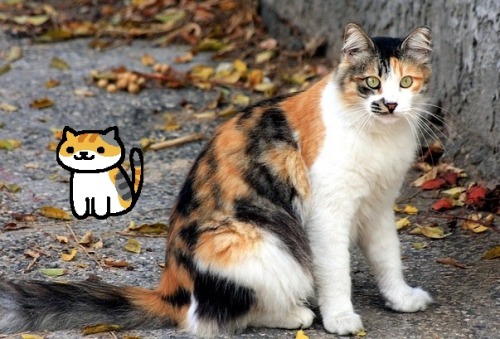 crouching-mouse:queerlynx:Real Neko Atsume Cats I know...
