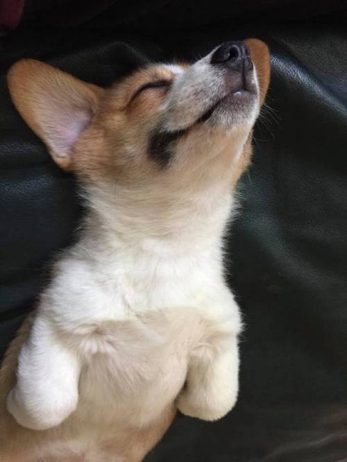 doggosource - Charlie the corgi; most likely dreaming about...