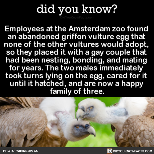 employees-at-the-amsterdam-zoo-found-an-abandoned