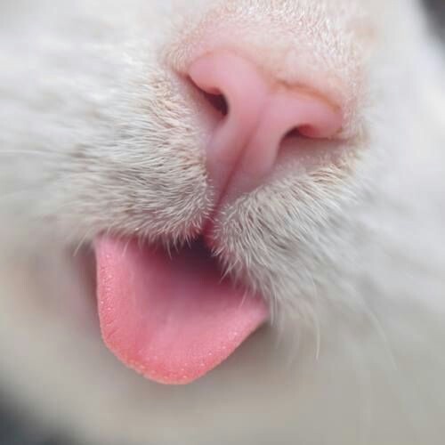 myhateandlove - kiieng - pepoline13 - Cat’s noses@antivaxxer...