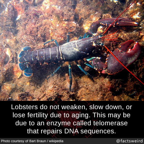 mindblowingfactz:Lobsters do not weaken, slow down, or lose...