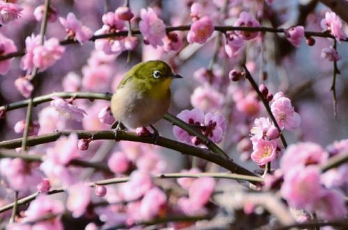 punipunijapan - こんにちは〜 \(◕ω◕)/♥ Cherry Blossoms (桜 – sakura) are...