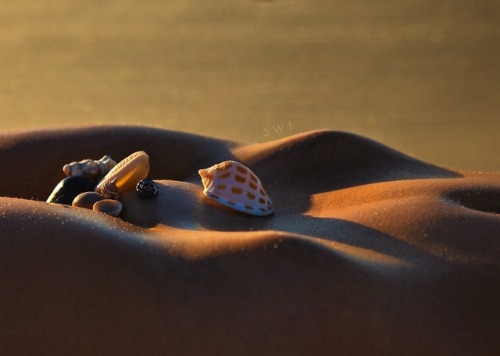 swalters-photography - Sea shells