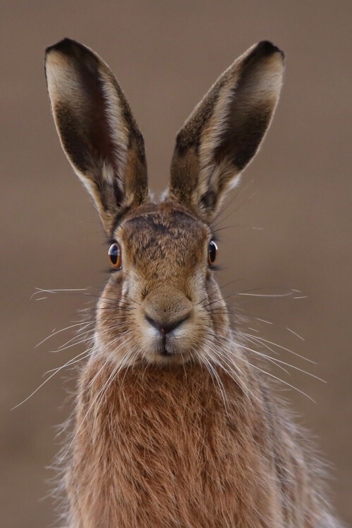 peeblespair - phototoartguy - Hare poses Suffolk 25.3.2015 PART...