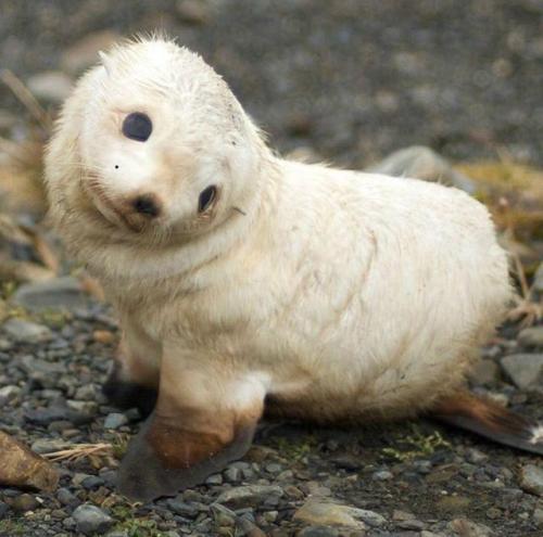 awwww-cute - This baby seal looks like it has a paw inside of...