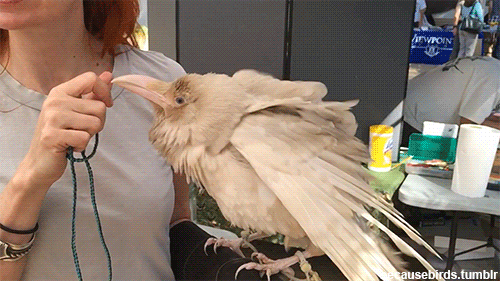 becausebirds - I met this albino Raven named Pearl today at Bird...