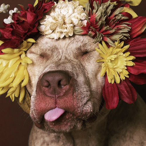 tamponinateacup - awesome-picz - ‘Pit Bull Flower Power’...