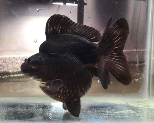 Black Ryukin Goldfish